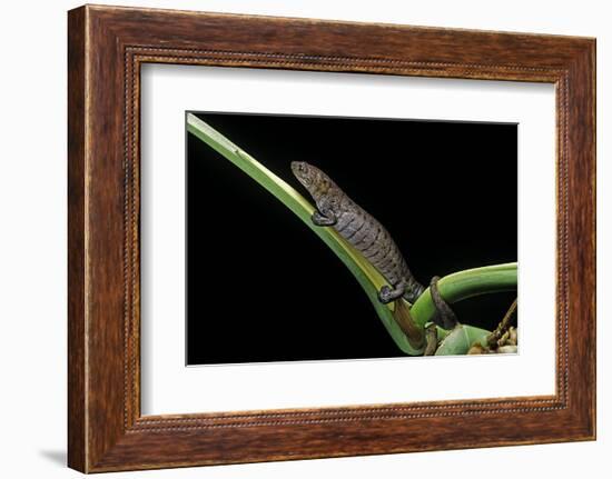 Bolitoglossa Dofleini (Giant Palm Salamander, Alta Verapaz Salamander)-Paul Starosta-Framed Photographic Print