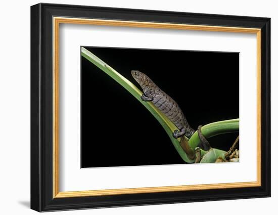 Bolitoglossa Dofleini (Giant Palm Salamander, Alta Verapaz Salamander)-Paul Starosta-Framed Photographic Print