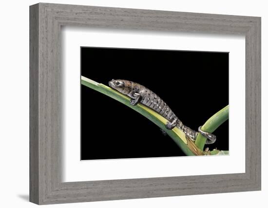 Bolitoglossa Dofleini (Giant Palm Salamander, Alta Verapaz Salamander)-Paul Starosta-Framed Photographic Print