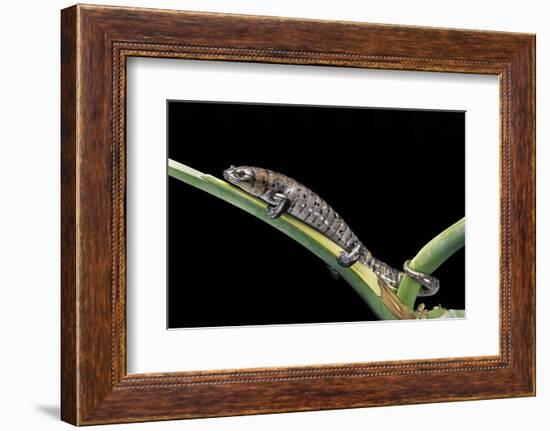 Bolitoglossa Dofleini (Giant Palm Salamander, Alta Verapaz Salamander)-Paul Starosta-Framed Photographic Print