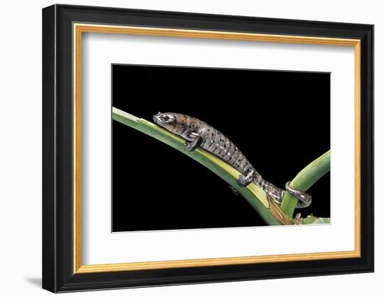 Bolitoglossa Dofleini (Giant Palm Salamander, Alta Verapaz Salamander)-Paul Starosta-Framed Photographic Print