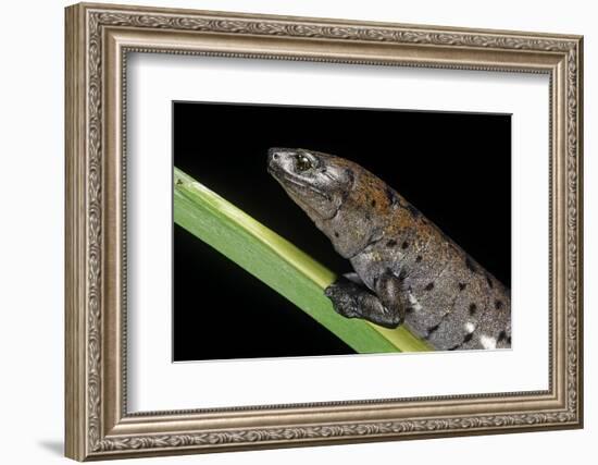 Bolitoglossa Dofleini (Giant Palm Salamander, Alta Verapaz Salamander)-Paul Starosta-Framed Photographic Print