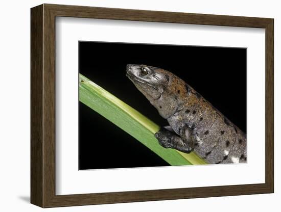 Bolitoglossa Dofleini (Giant Palm Salamander, Alta Verapaz Salamander)-Paul Starosta-Framed Photographic Print
