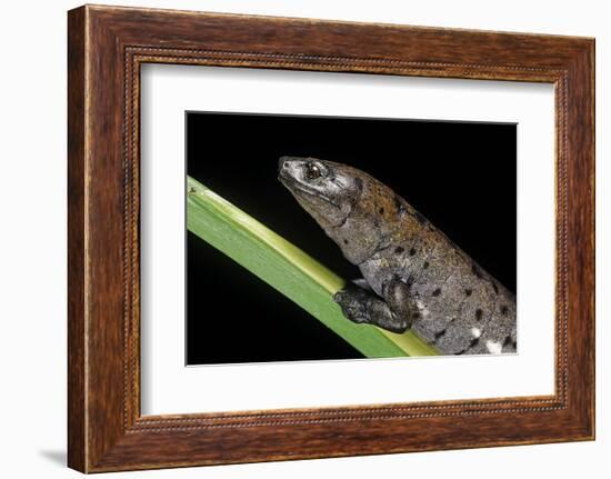 Bolitoglossa Dofleini (Giant Palm Salamander, Alta Verapaz Salamander)-Paul Starosta-Framed Photographic Print