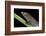 Bolitoglossa Dofleini (Giant Palm Salamander, Alta Verapaz Salamander)-Paul Starosta-Framed Photographic Print