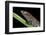 Bolitoglossa Dofleini (Giant Palm Salamander, Alta Verapaz Salamander)-Paul Starosta-Framed Photographic Print