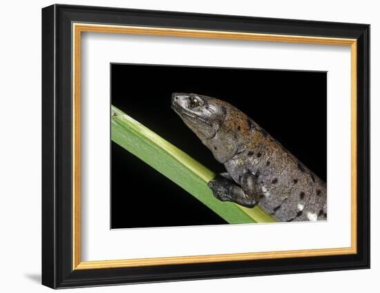 Bolitoglossa Dofleini (Giant Palm Salamander, Alta Verapaz Salamander)-Paul Starosta-Framed Photographic Print