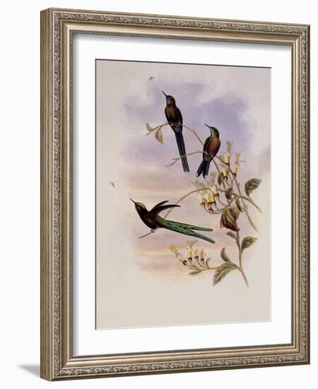 Bolivian Sylph, Cyanthus Bolivianus-John Gould-Framed Giclee Print