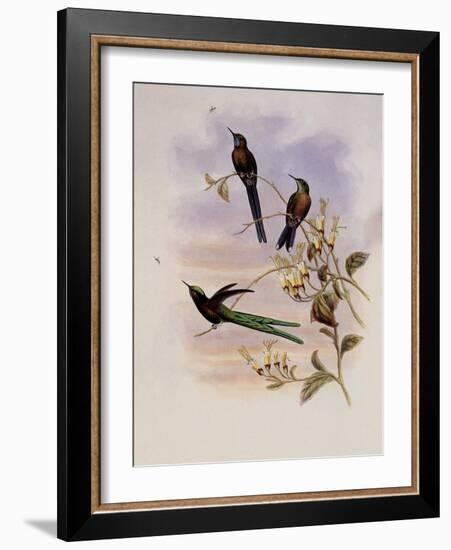 Bolivian Sylph, Cyanthus Bolivianus-John Gould-Framed Giclee Print