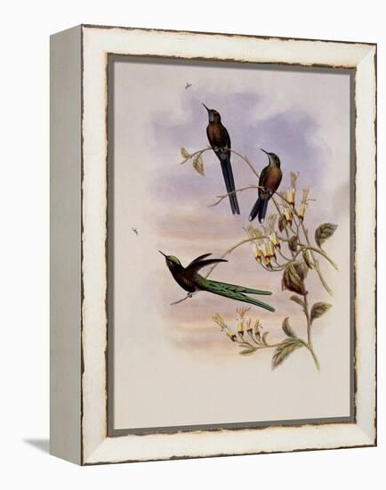 Bolivian Sylph, Cyanthus Bolivianus-John Gould-Framed Premier Image Canvas