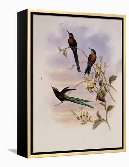 Bolivian Sylph, Cyanthus Bolivianus-John Gould-Framed Premier Image Canvas