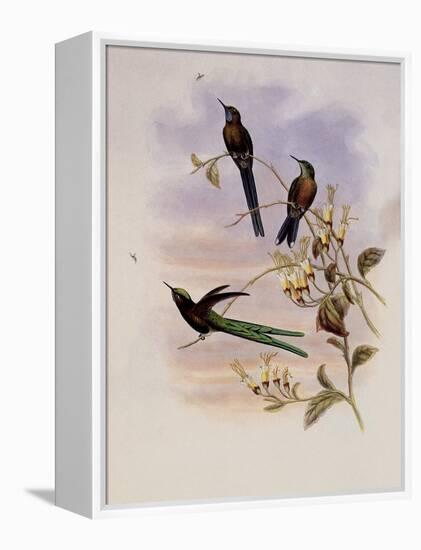 Bolivian Sylph, Cyanthus Bolivianus-John Gould-Framed Premier Image Canvas