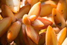 Orange Succulent-bolkan73-Photographic Print