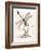 Bolton's Dragon-Fly-Edward Donovan-Framed Giclee Print