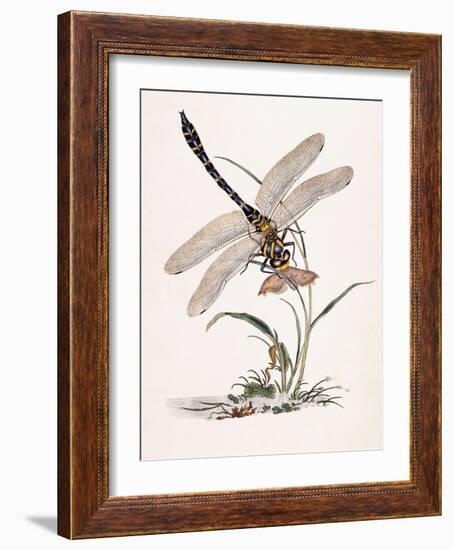 Bolton's Dragon-Fly-Edward Donovan-Framed Giclee Print