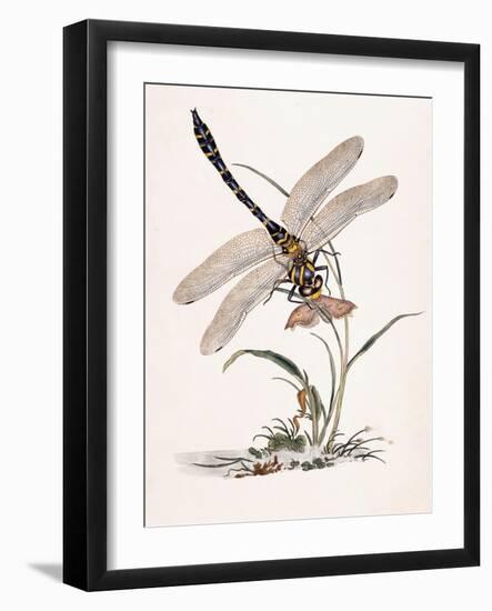 Bolton's Dragon-Fly-Edward Donovan-Framed Giclee Print