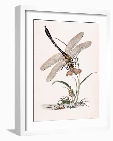 Bolton's Dragon-Fly-Edward Donovan-Framed Giclee Print