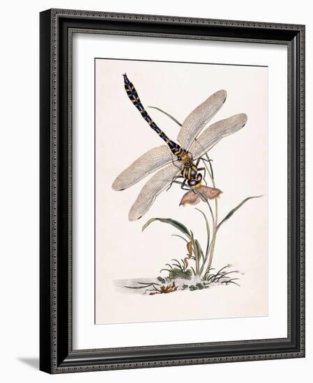 Bolton's Dragon-Fly-Edward Donovan-Framed Giclee Print