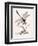 Bolton's Dragon-Fly-Edward Donovan-Framed Giclee Print