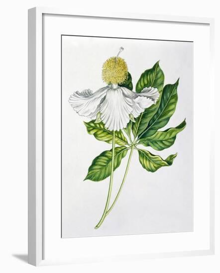 Bombacaceae or Malvaceae Flowers and Leaves of Baobab Adansonia-null-Framed Giclee Print