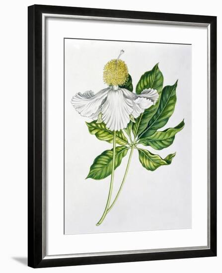 Bombacaceae or Malvaceae Flowers and Leaves of Baobab Adansonia-null-Framed Giclee Print