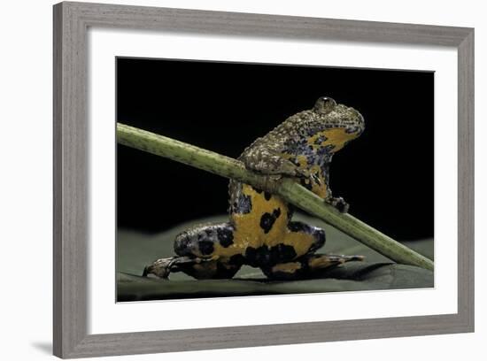 Bombina Variegata (Yellow-Bellied Toad)-Paul Starosta-Framed Photographic Print