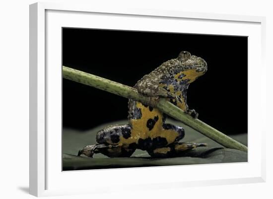 Bombina Variegata (Yellow-Bellied Toad)-Paul Starosta-Framed Photographic Print