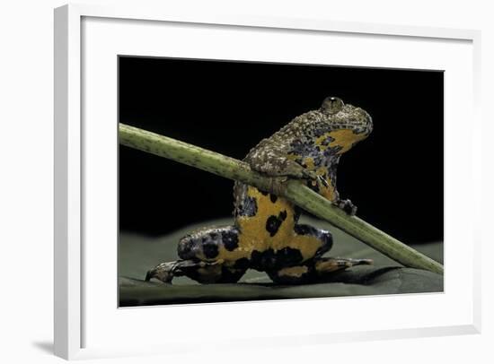 Bombina Variegata (Yellow-Bellied Toad)-Paul Starosta-Framed Photographic Print
