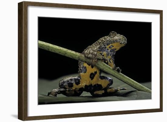 Bombina Variegata (Yellow-Bellied Toad)-Paul Starosta-Framed Photographic Print