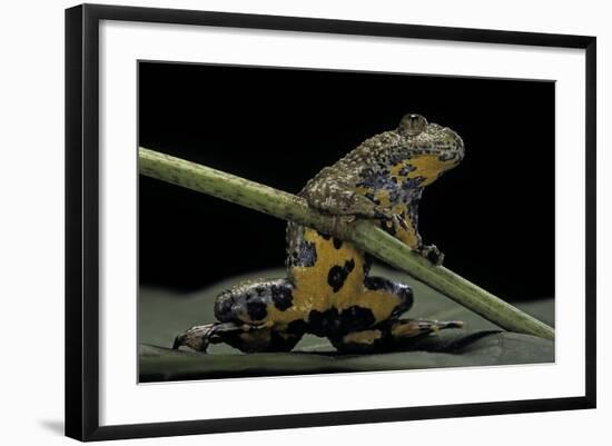 Bombina Variegata (Yellow-Bellied Toad)-Paul Starosta-Framed Photographic Print