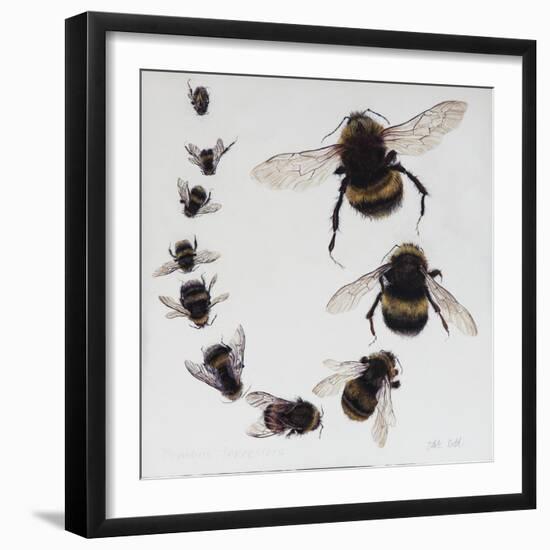 Bombus, 2015-Odile Kidd-Framed Giclee Print