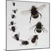 Bombus, 2015-Odile Kidd-Mounted Giclee Print