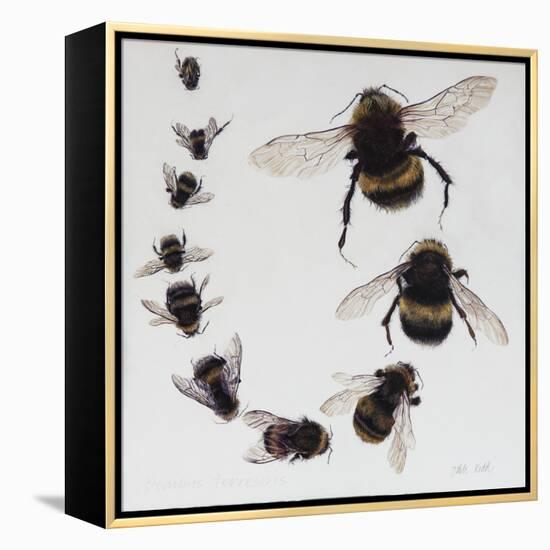 Bombus, 2015-Odile Kidd-Framed Premier Image Canvas