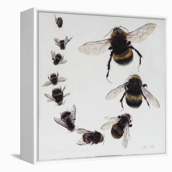 Bombus, 2015-Odile Kidd-Framed Premier Image Canvas