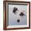 Bombus flight 1, 2011-Odile Kidd-Framed Giclee Print