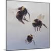 Bombus flight 1, 2011-Odile Kidd-Mounted Giclee Print