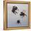 Bombus flight 1, 2011-Odile Kidd-Framed Premier Image Canvas