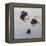 Bombus flight 1, 2011-Odile Kidd-Framed Premier Image Canvas