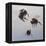 Bombus flight 1, 2011-Odile Kidd-Framed Premier Image Canvas