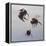 Bombus flight 1, 2011-Odile Kidd-Framed Premier Image Canvas