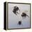 Bombus flight 1, 2011-Odile Kidd-Framed Premier Image Canvas