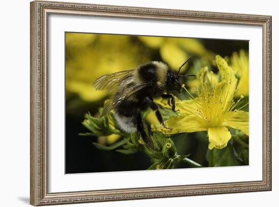 Bombus Hortorum (Small Garden Bumblebee)-Paul Starosta-Framed Photographic Print