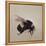 Bombus terrestis 8, 2013-Odile Kidd-Framed Premier Image Canvas