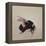 Bombus terrestis 8, 2013-Odile Kidd-Framed Premier Image Canvas