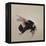 Bombus terrestis 8, 2013-Odile Kidd-Framed Premier Image Canvas