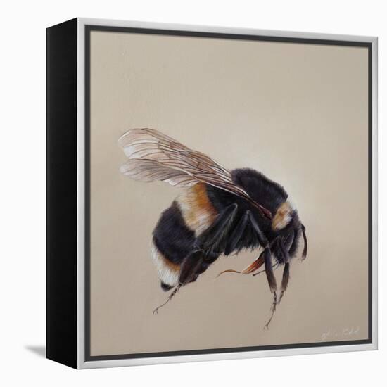 Bombus terrestis 8, 2013-Odile Kidd-Framed Premier Image Canvas