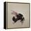 Bombus terrestis 8, 2013-Odile Kidd-Framed Premier Image Canvas