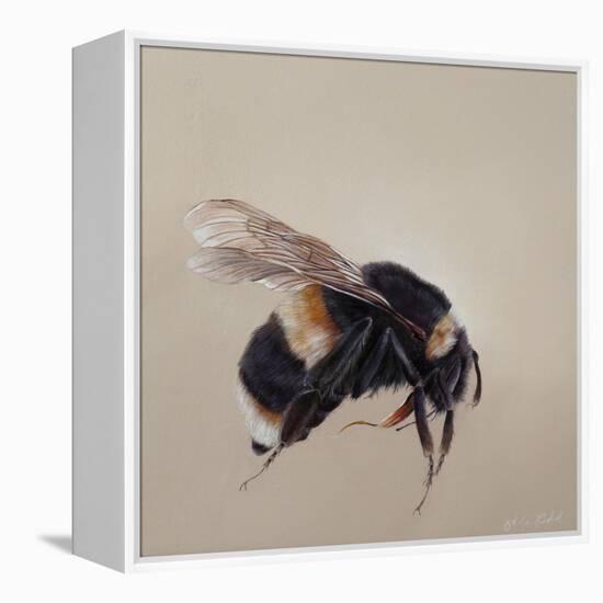 Bombus terrestis 8, 2013-Odile Kidd-Framed Premier Image Canvas