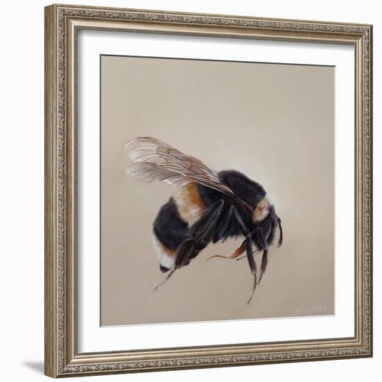 Bombus terrestis 8, 2013-Odile Kidd-Framed Giclee Print