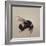 Bombus terrestis 8, 2013-Odile Kidd-Framed Giclee Print